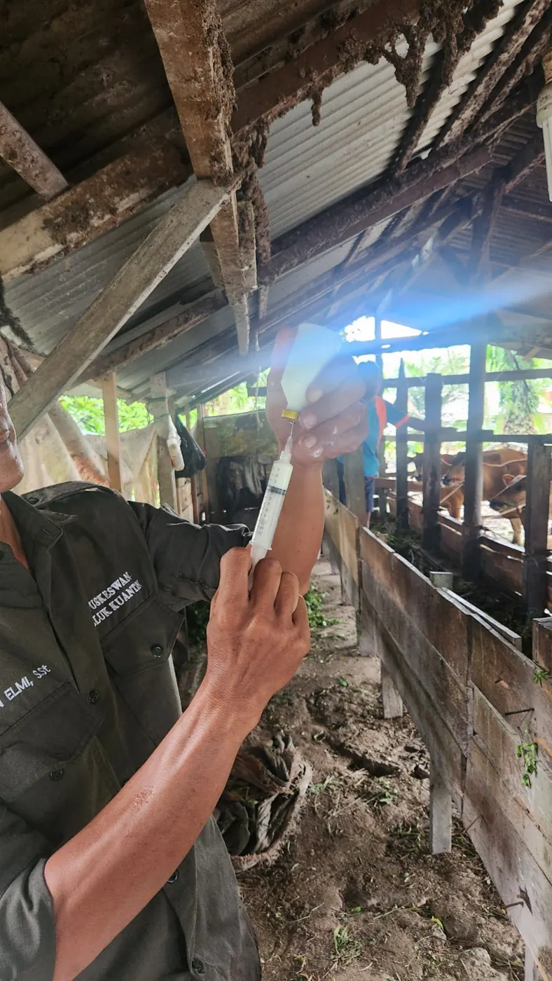 Petugas mengamati kondisi di dalam kandang